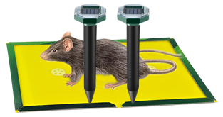 Pest Control Solutions